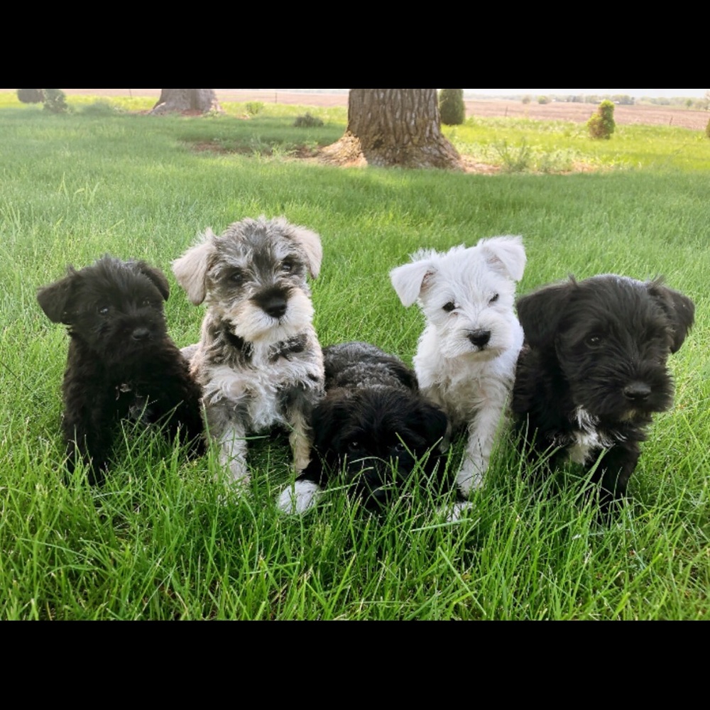 Meet your Posher, Daissy